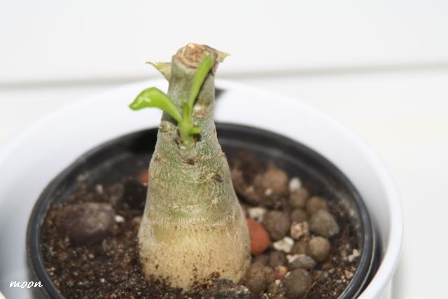 adenium